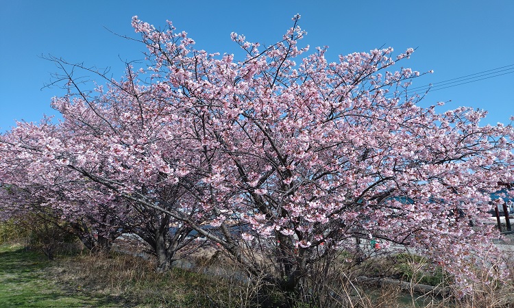桜1