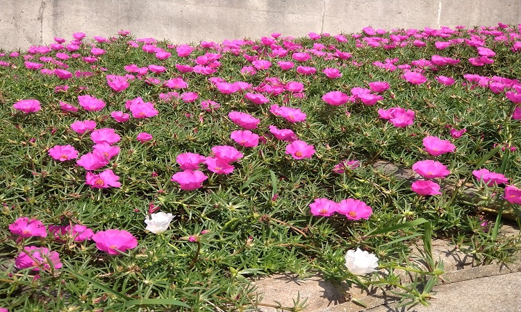 月見ヶ丘海浜公園花壇１