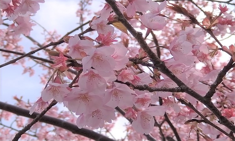 桜２