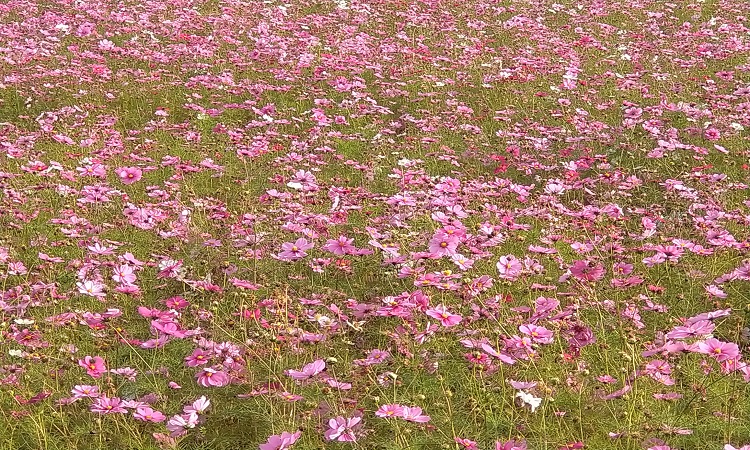 秋桜